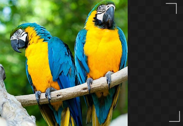 How to extend the background of a photo